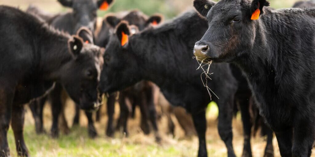 cattle-shutterstock_1729306699