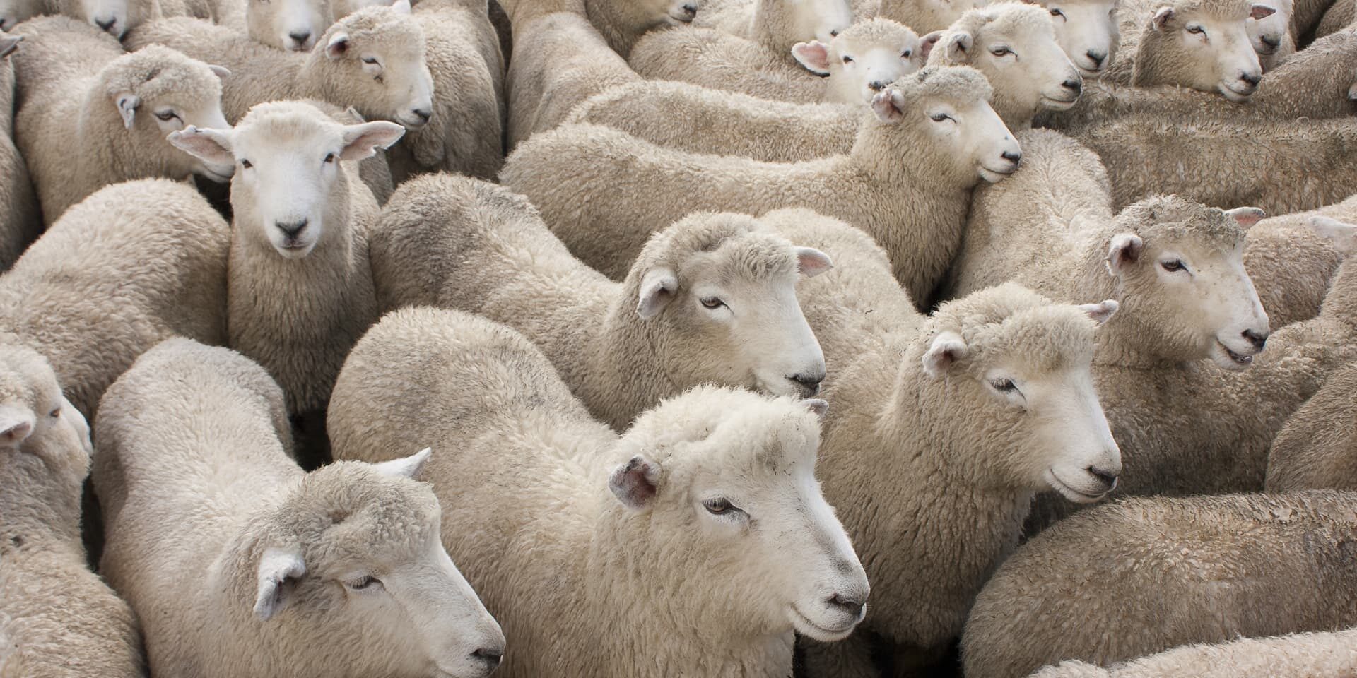 sheep-shutterstock_192160742